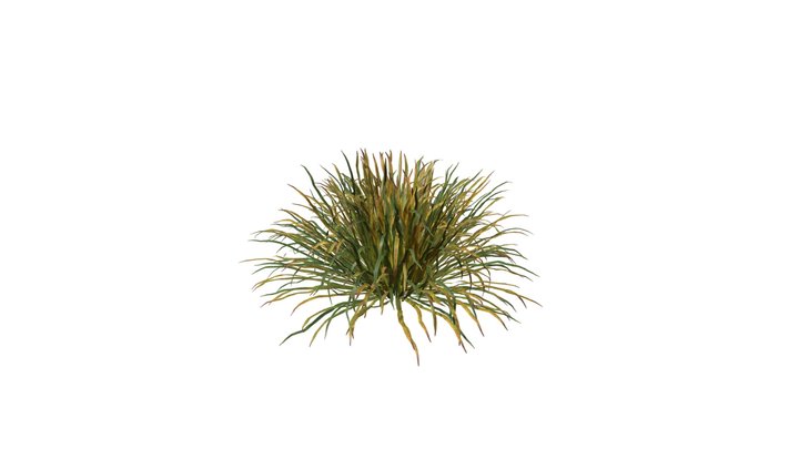 Summer Autumn Dwarf Mondo Grass shrubs 3D Model