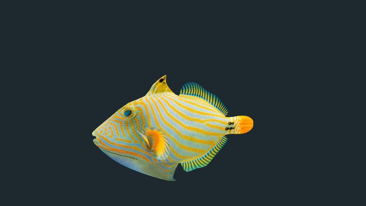The triggerfish 3D Model