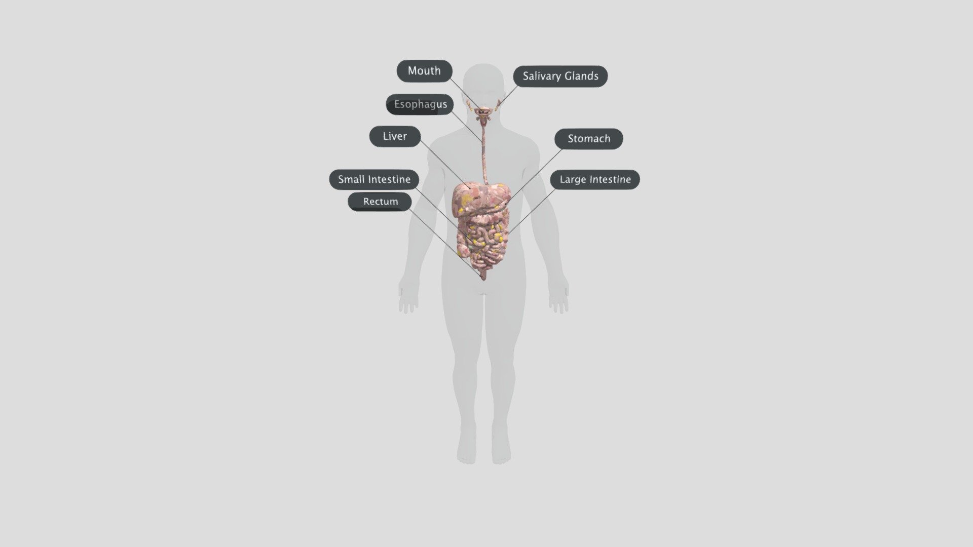 digestive-system - Download Free 3D model by danghoangviet234 [7976120 ...