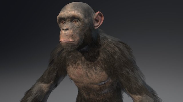 Chimpanzee 3D Model
