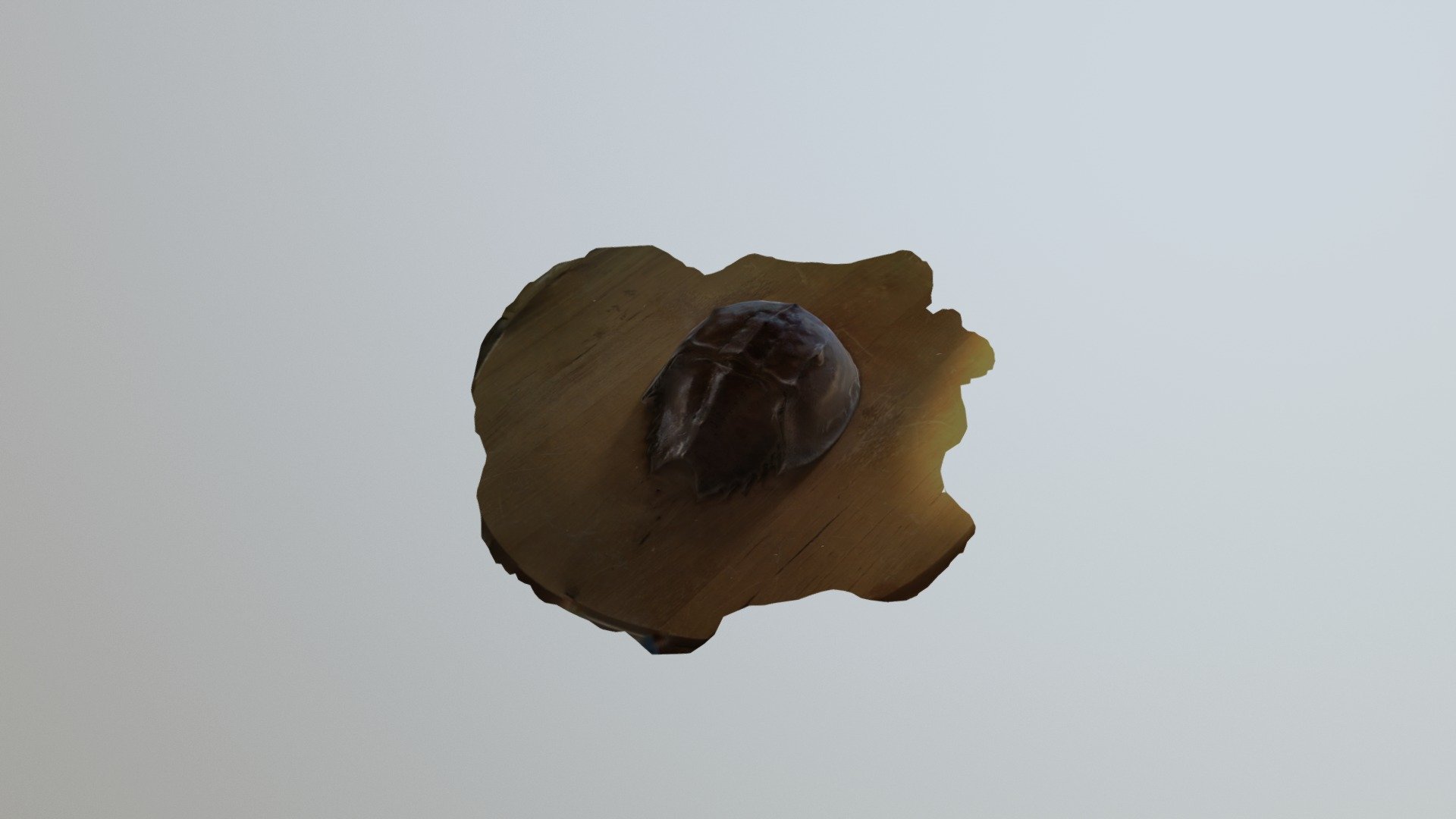 Horseshoe crab