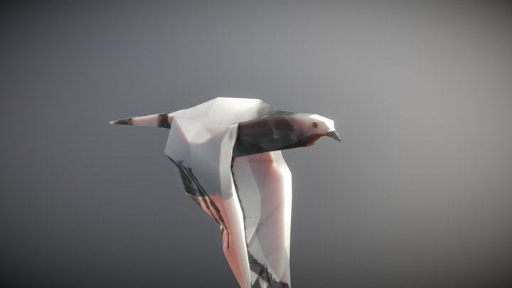 Animated Bird, Pigeon