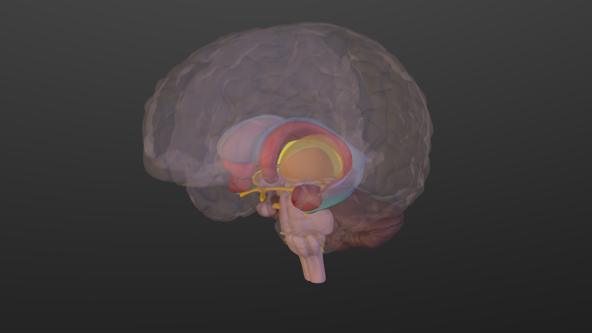 Limbic System - Download Free 3D model by University of Dundee, CAHID