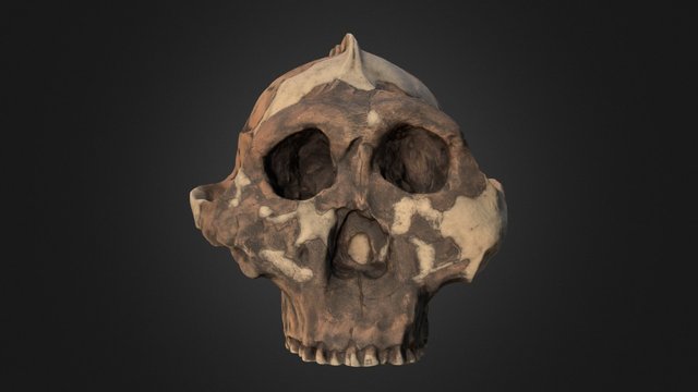 Zinj 3D Model