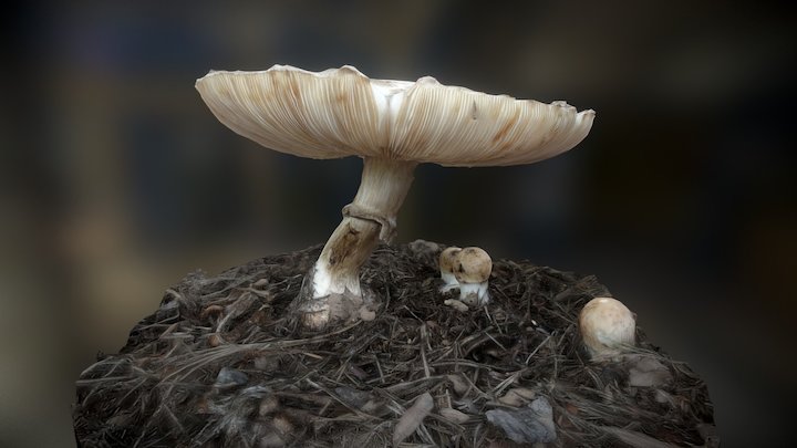 Shaggy Parasol Mushroom (Mature + Young) 3D Model