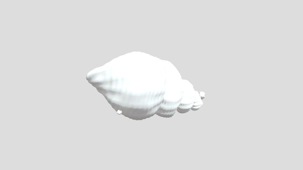 Seashell Welk Dark Blue Algae
