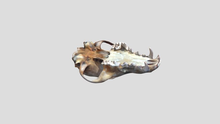 Vulpes_vulpes_U_SAP.ZOO.3_sca 3D Model