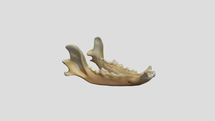 Prototipado UCT - Yessenia Muñoz - Mandíbula UCT 3D Model