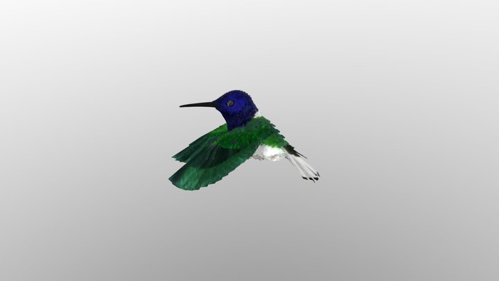 Bird Fly 3D Model