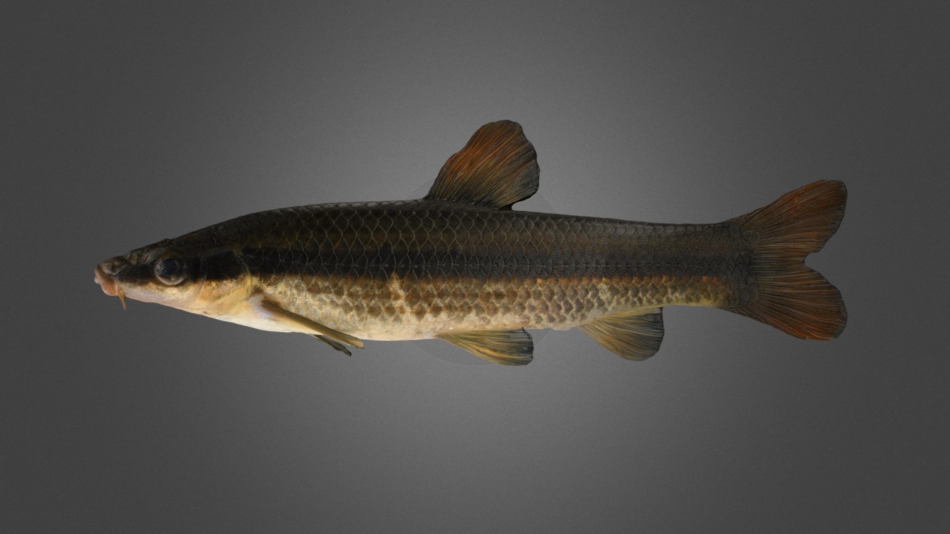CC0 ムギツク 🐟 Japanese Pencil Fish, P. herzi - Download Free 3D model by ...