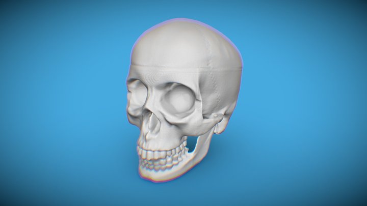 Full human skull 3D Model