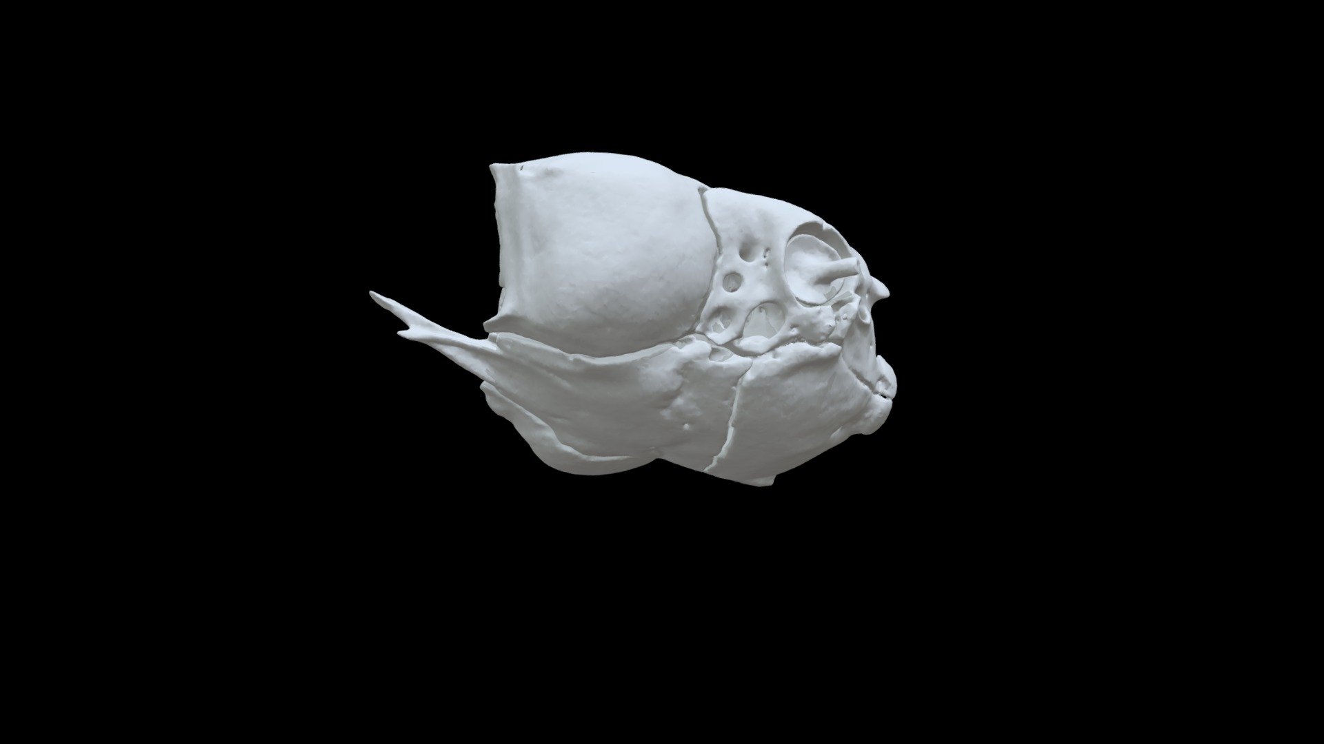 SNAKE POSTERIOR SKULL