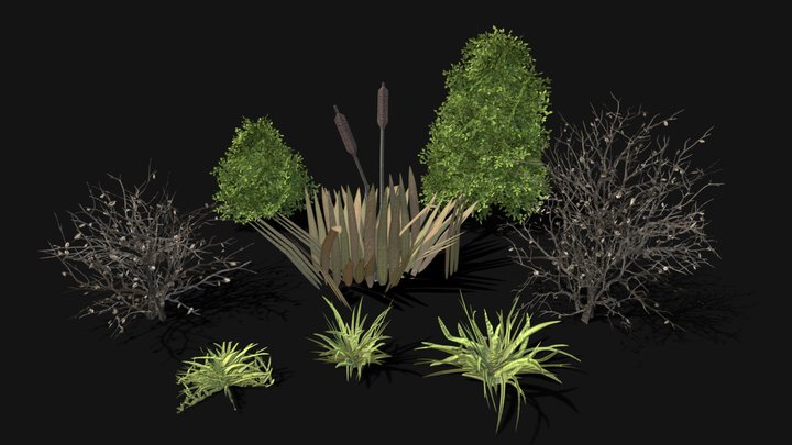 Botany 3D models - Sketchfab