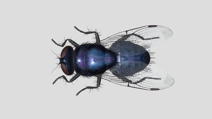 fly the anther one 3D Model