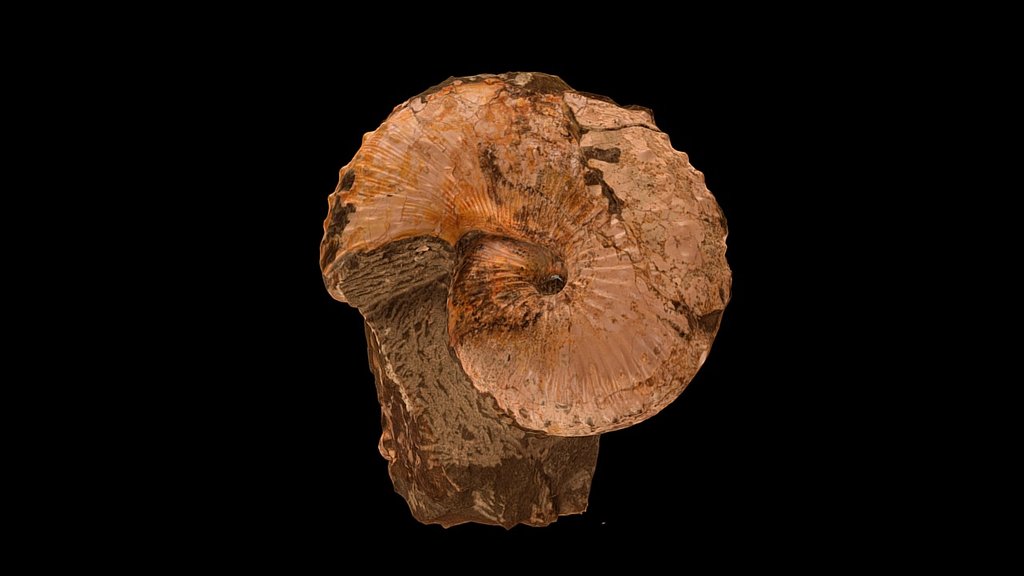 Ammonites: Discoscalphites glusus