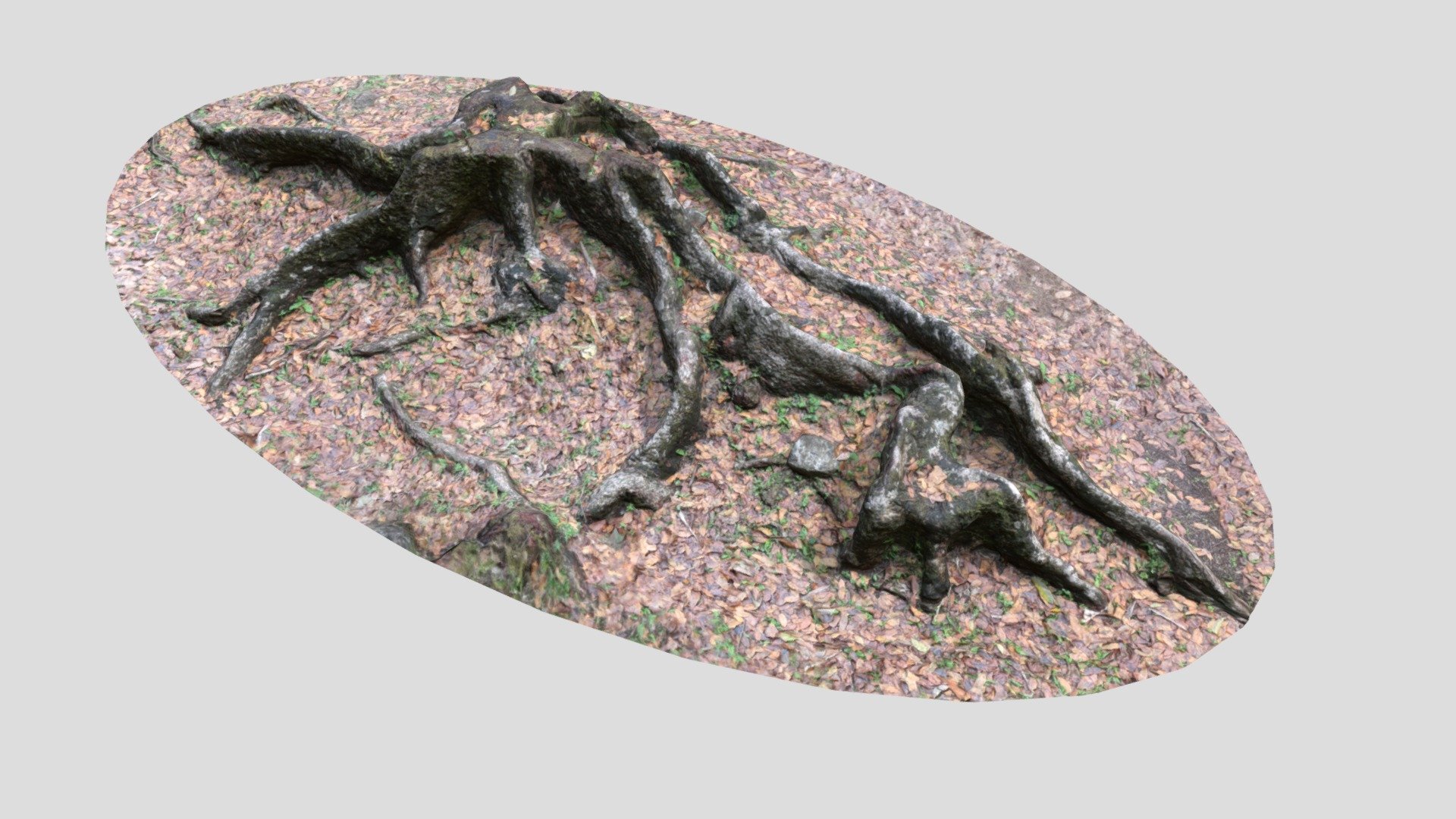Bouliki Tree Trunk