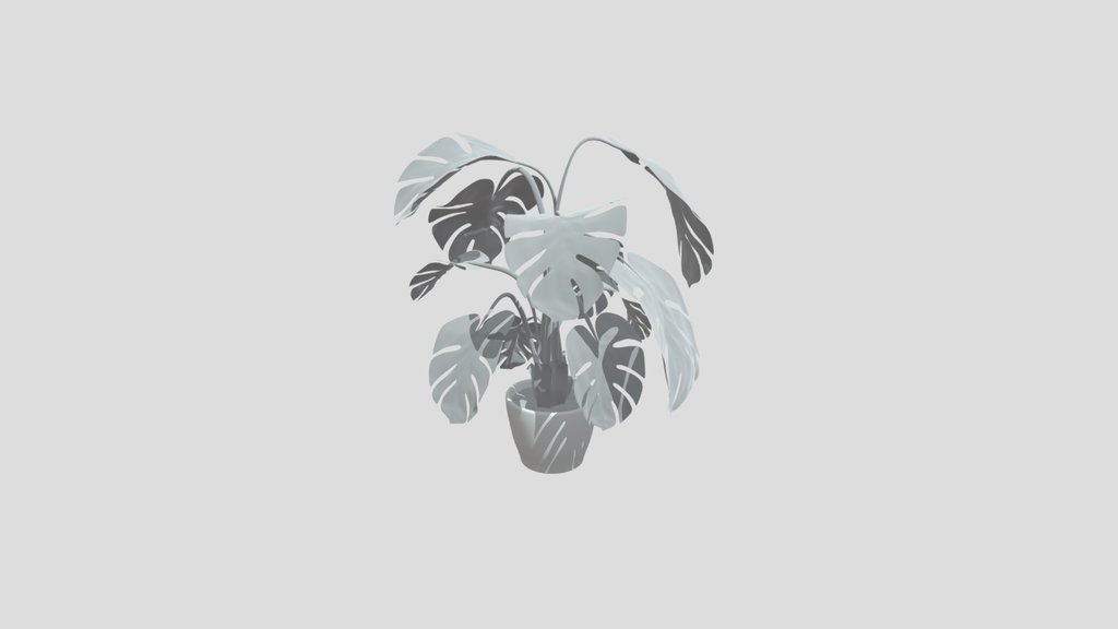 The Swiss Cheese Plant