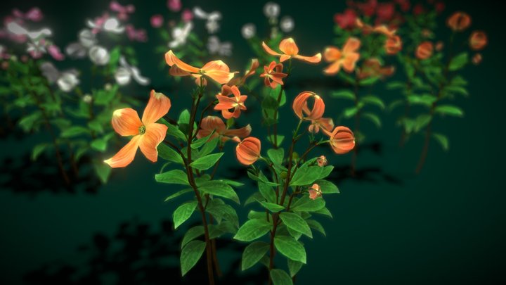 Flower Cornus Florida 3D Model