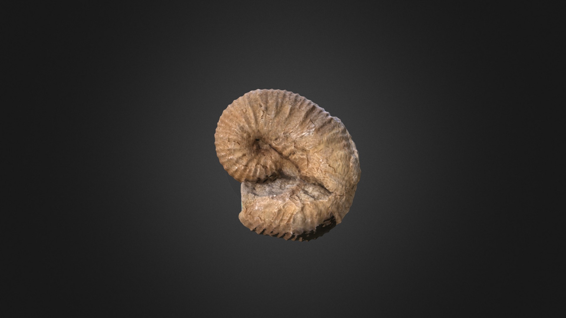 3D model Scaphites corvensis D10458 - This is a 3D model of the Scaphites corvensis D10458. The 3D model is about a mushroom with a dark background.