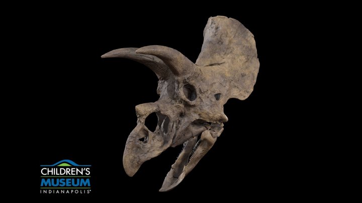 Triceratops Skull 3D Model