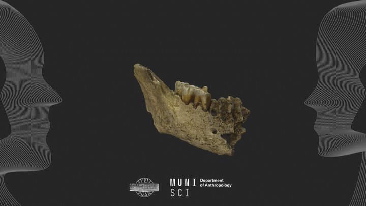 Archaeological human mandible #6 - Syria 3D Model