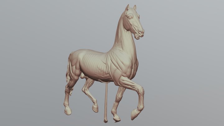 Torrie Horse at approx 8% resolution 3D Model