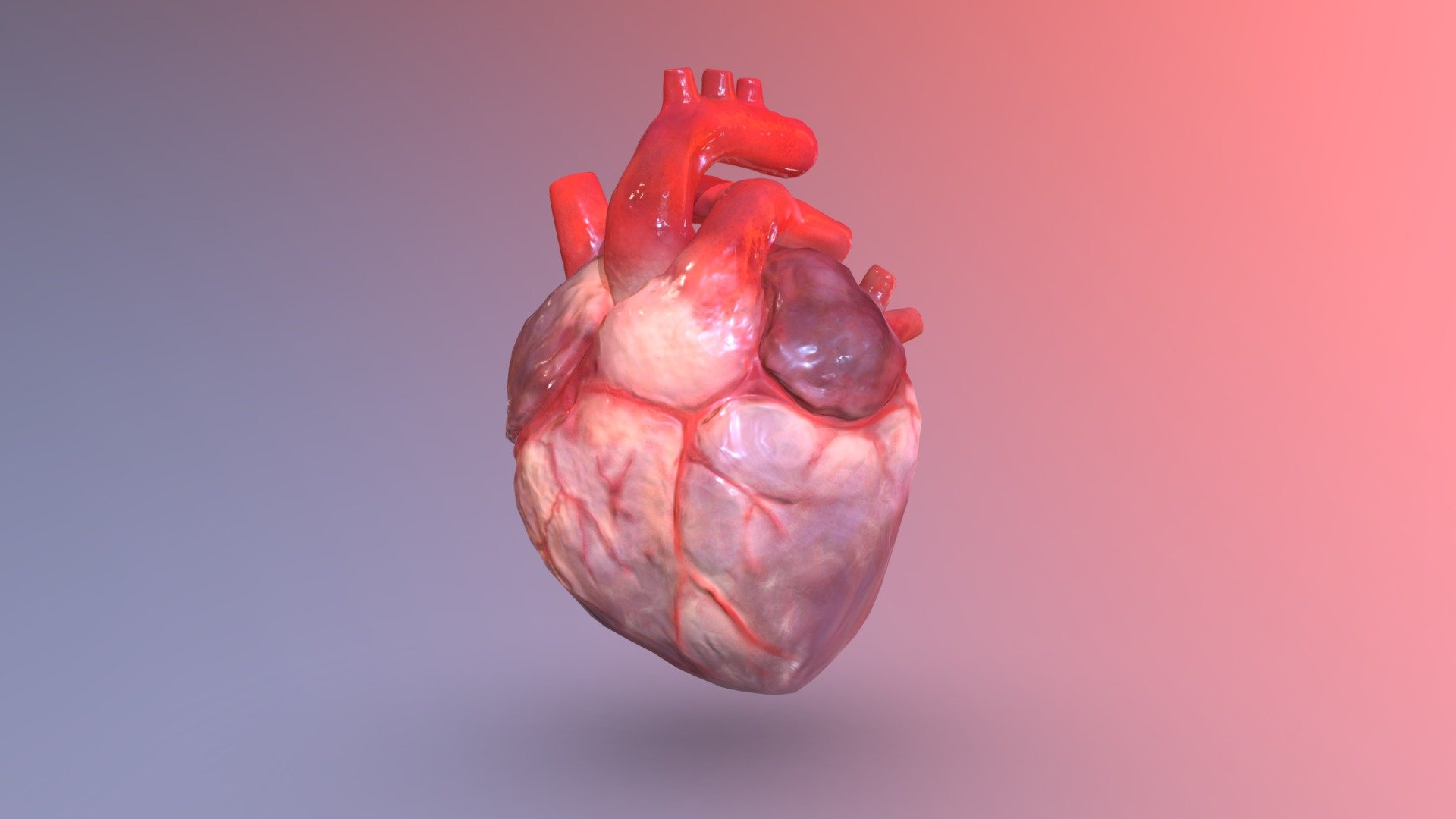 Human Heart 3D model by Alva Wirsén Holm (alva.wirsen