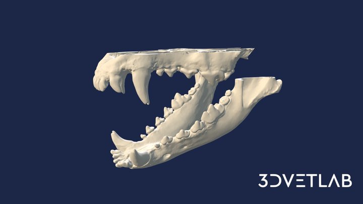 Dental chart - DOG 3D Model