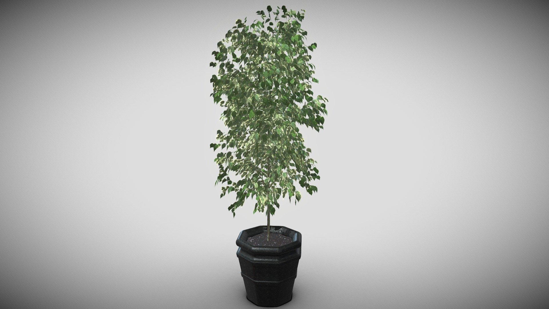 Plant - Small tree - 3D model by danieupoars [79a6153] - Sketchfab