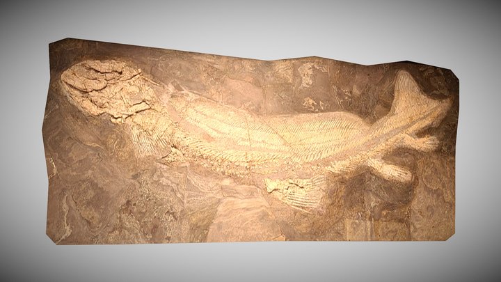 Lebachacanthus senckenbergianus Fossil – Kostenloses 3D-Modell STL