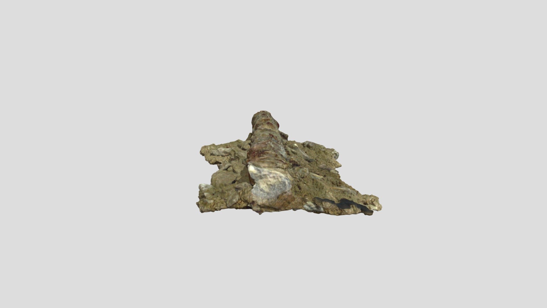 Psittacosaurus Sp. Vertebralis Ribs 2/2