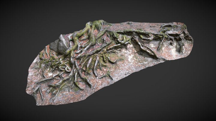Beech forest roots - LP PBR Game ready 3D Model