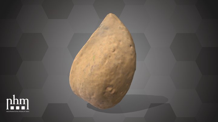 Apricot Seed (NHMW-AFW-DING-0046-065) – Modello 3D gratuito STL