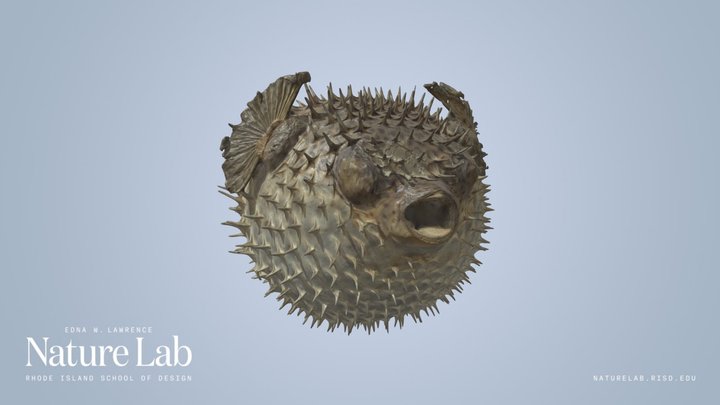 Long-spine Porcupinefish