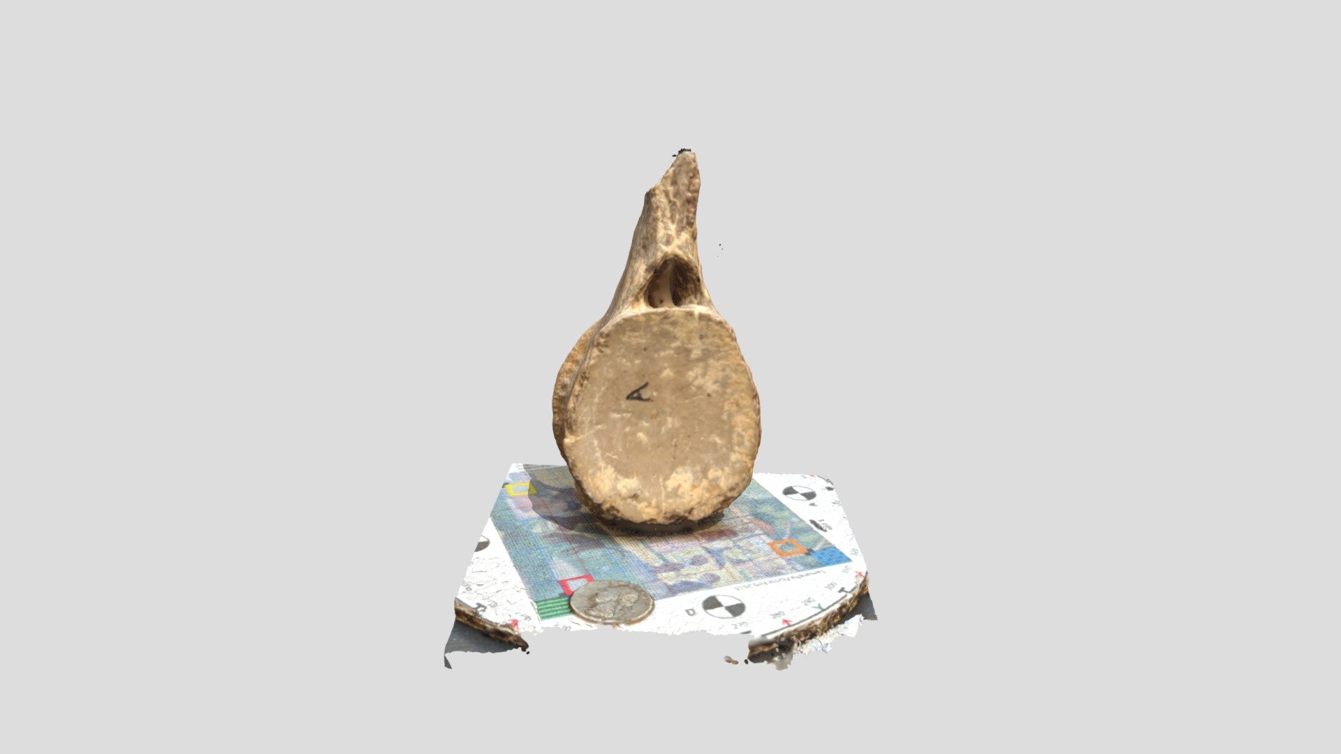 Mesozoic Shark Vertabrae
