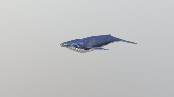 🐳 Humpback whale 🐋 3D Model