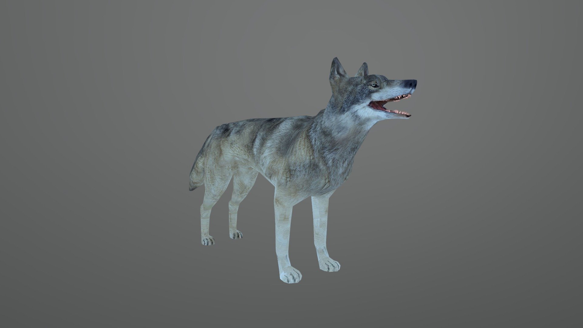 Wolf Animated - Download Free 3D Model By Paleo Modelist (@victory ...