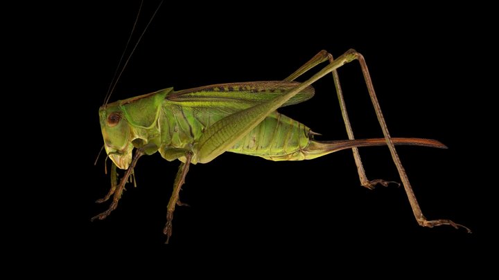 CC0 ニシキリギリス 🦗 ♀ Katydid, Gampsocleis buergeri – Free 3D Model STL