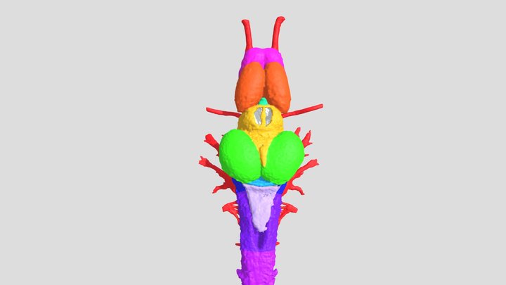 Lithobates heckscheri CNS 3D Model