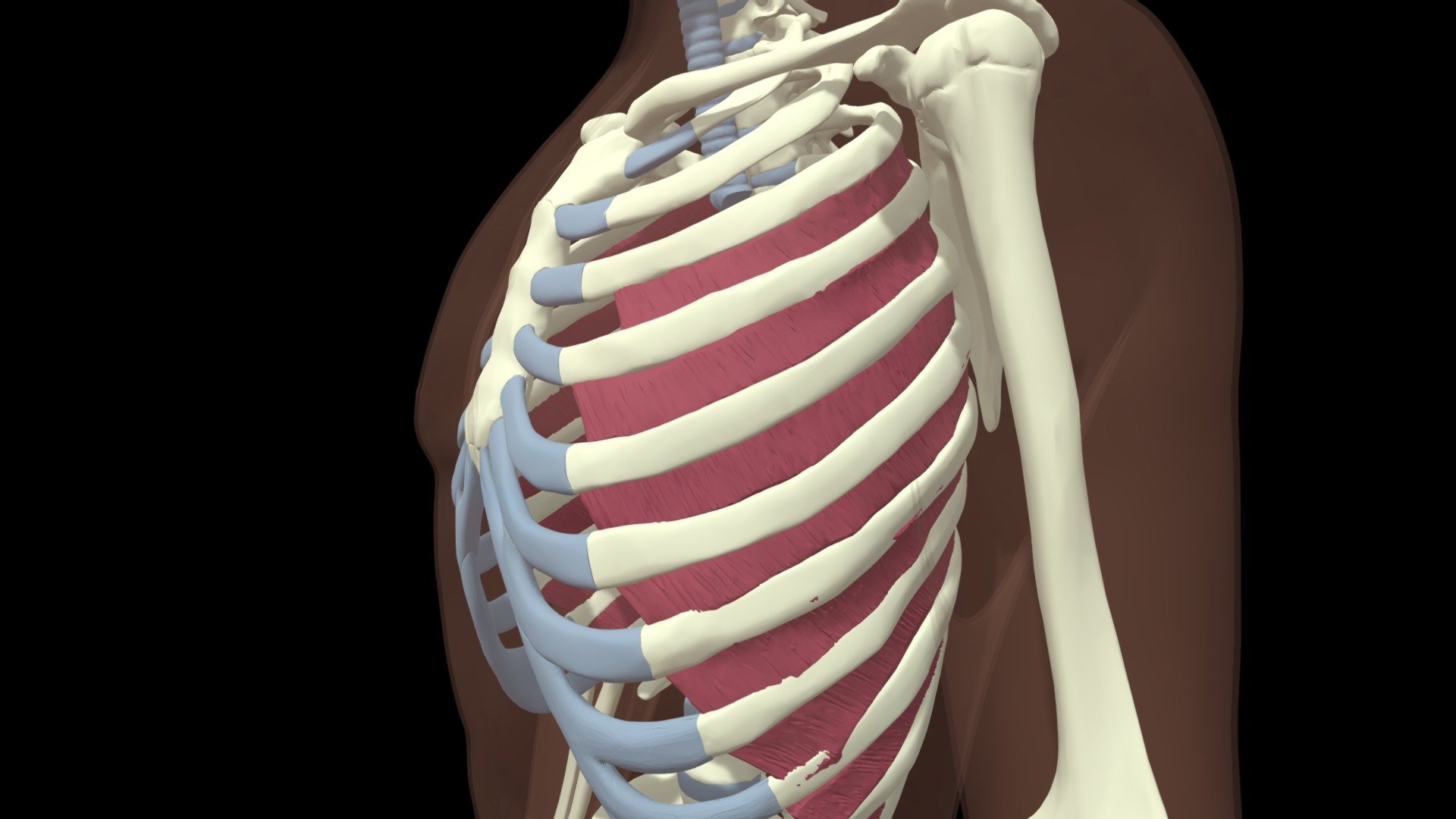 Innermost Intercostal Muscles - Download Free 3D Model By Mary ...