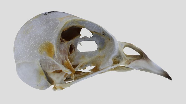 UWYMV:Bird:5885, Junco hyemalis, Crania – Gratis 3D-model STL