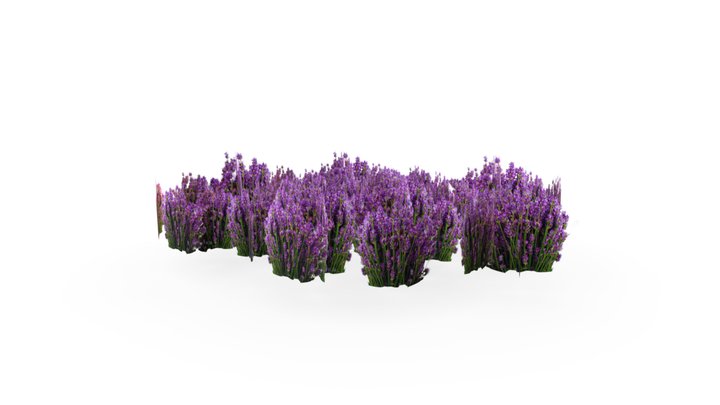 Low Poly Lavender Fields Ground Cover 3D Model
