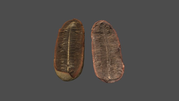 Fossilized Fern Leaf 3D Model