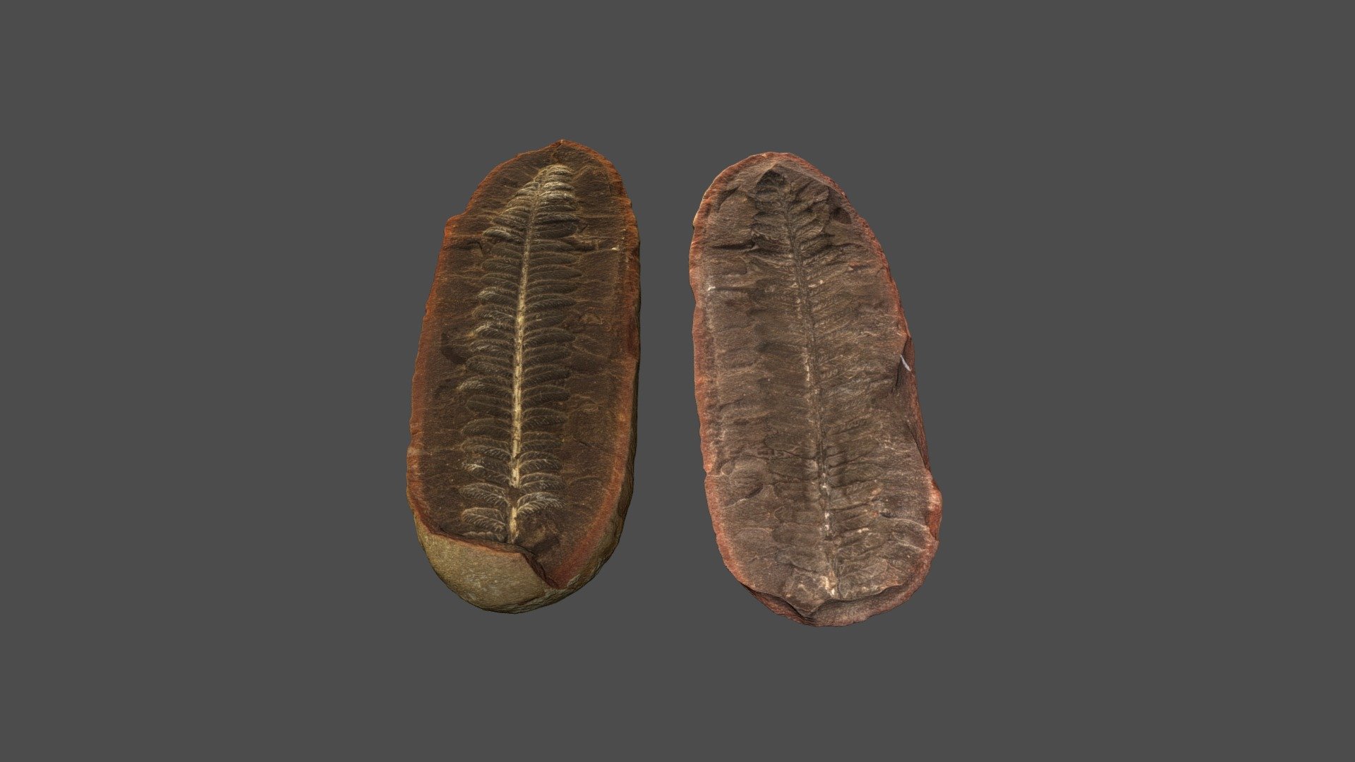 Fossilized Fern Leaf