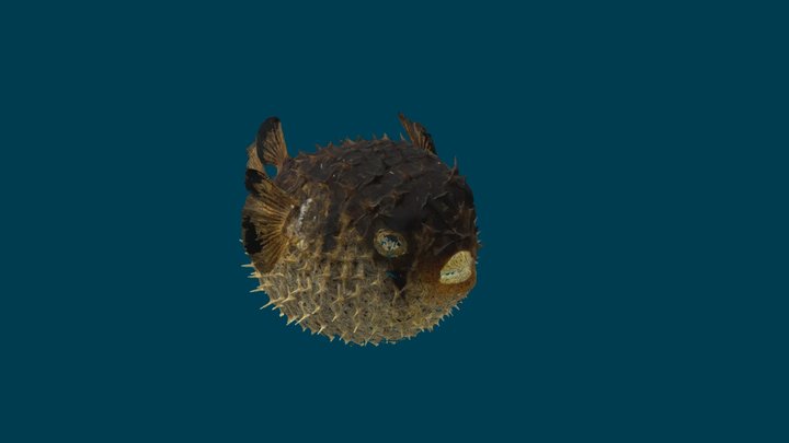 Puffer Fish 3D Model