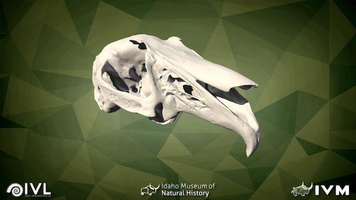 IMNH R-73 Jackrabbit Cranium – Modello 3D gratuito STL