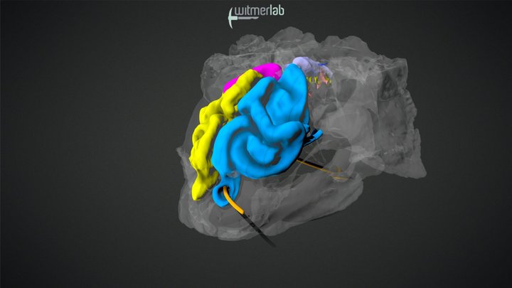 3D-printable nasal cavity in ankylosaur dinosaur