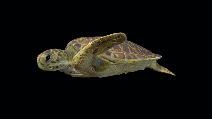 Model 46A - Green sea turtle with shark bite 3D Model