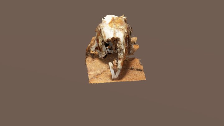 Broken pet skull 3D Model