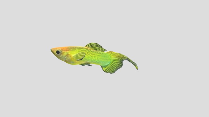 Top Sword Tail Guppy Male – Modello 3D gratuito STL